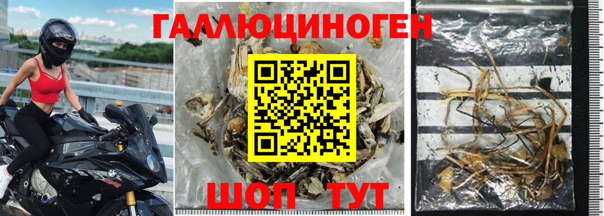 Каменск-Шахтинский  Псилоцибиновые грибы Psilocybine cubensis  Вход с VPN 